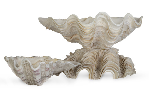 Lote de tres Tridacnas o concha de los Mares del Sur, dos d