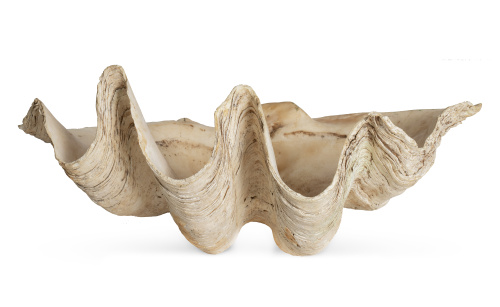 Tridacna o concha de los Mares del Sur.