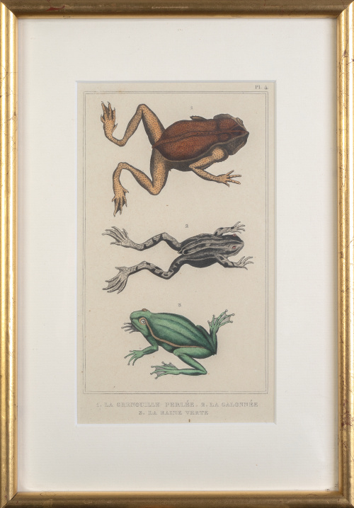 FRANCOISE PAULIN TERZUOLO y PIERRE DUMENIL (SIGLO XIX)Dis