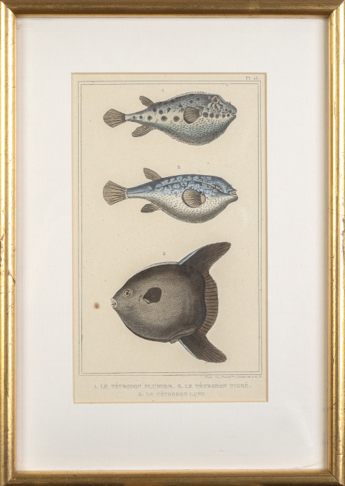 FRANCOISE PAULIN TERZUOLO y PIERRE DUMENIL (SIGLO XIX)Dis