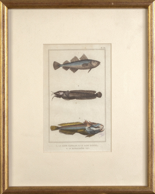 FRANCOISE PAULIN TERZUOLO y PIERRE DUMENIL (SIGLO XIX)Dis