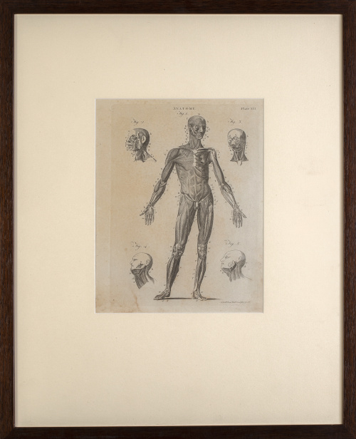 A. BELL (1726-1809)Anatomía, plate XXI