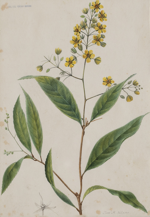 JOSÉ MARÍA VELASCO  (México, 1840-1912)Botánica
