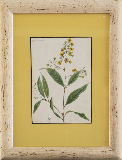 JOSÉ MARÍA VELASCO  (México, 1840-1912)Botánica