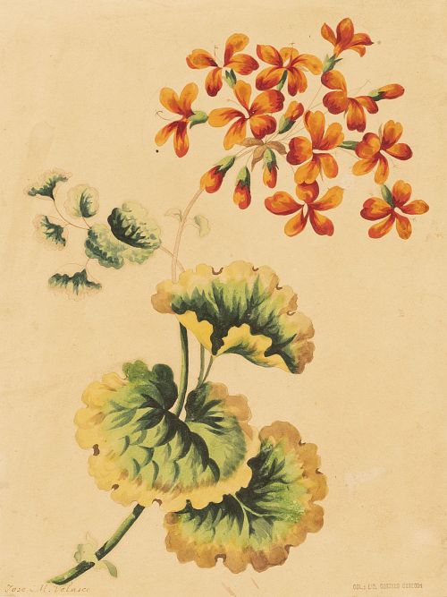 JOSÉ MARÍA VELASCO  (México, 1840-1912)Botánica