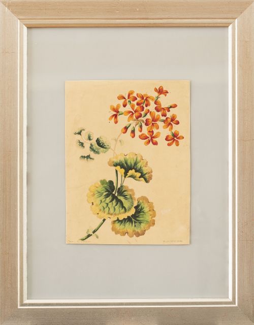 JOSÉ MARÍA VELASCO  (México, 1840-1912)Botánica