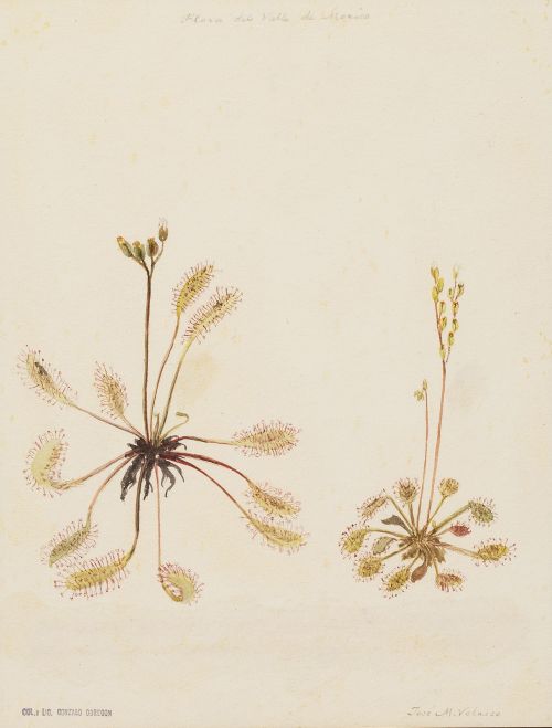 JOSE MARIA VELASCO (Mexico, 1840 - 1912)Botánica, flora d
