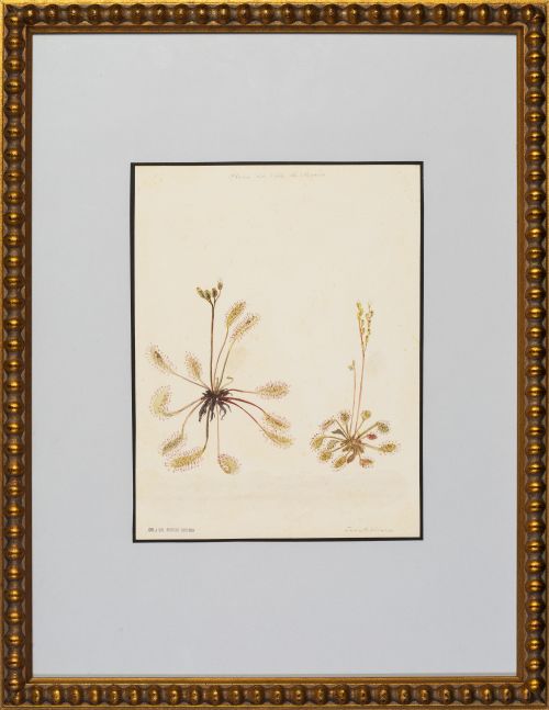 JOSE MARIA VELASCO (Mexico, 1840 - 1912)Botánica, flora d