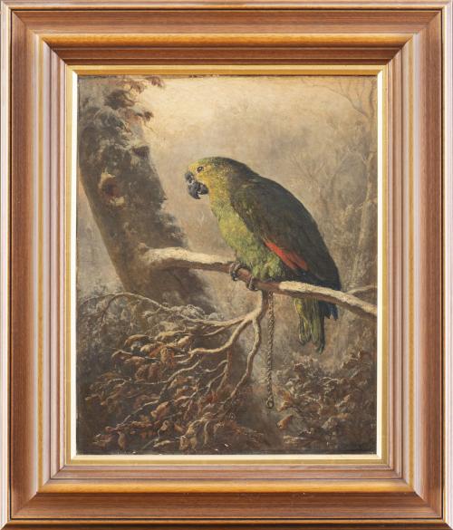 ESCUELA ESPAÑOLA, SIGLO XIXLoro