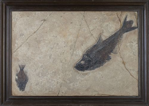 Panel con dos fósiles de dos peces.