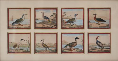 ESCUELA FRANCESA, H. 1800Colección de distintos pájaros, 
