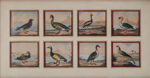 ESCUELA FRANCESA, H. 1800Colección de distintos pájaros, 