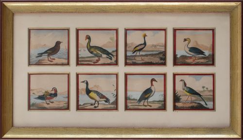 ESCUELA FRANCESA, H. 1800Colección de distintos pájaros, 