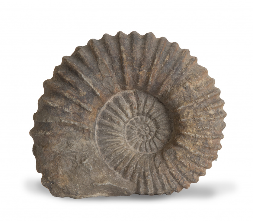 Fósil de ammonite, período cretáceo inferior.