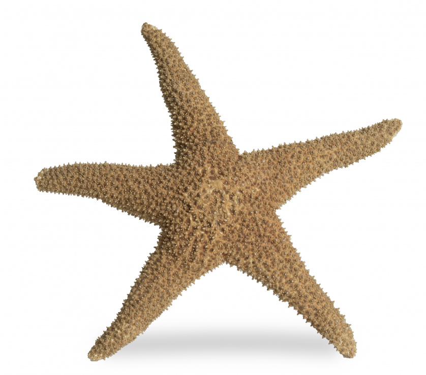 Equinodermo o estrella de mar ("Asterias rubens") de cinco 